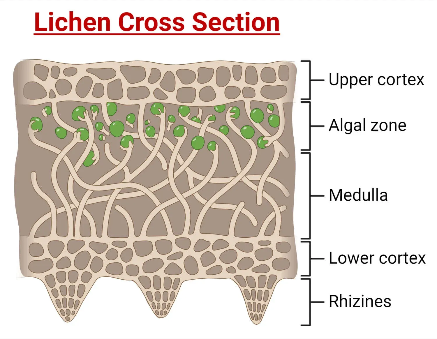 Lichen cross section